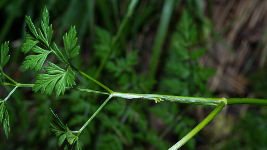 Katapsuxis silaifolia (=Cnidium silaifolium) / Carvifoglio dei boschi